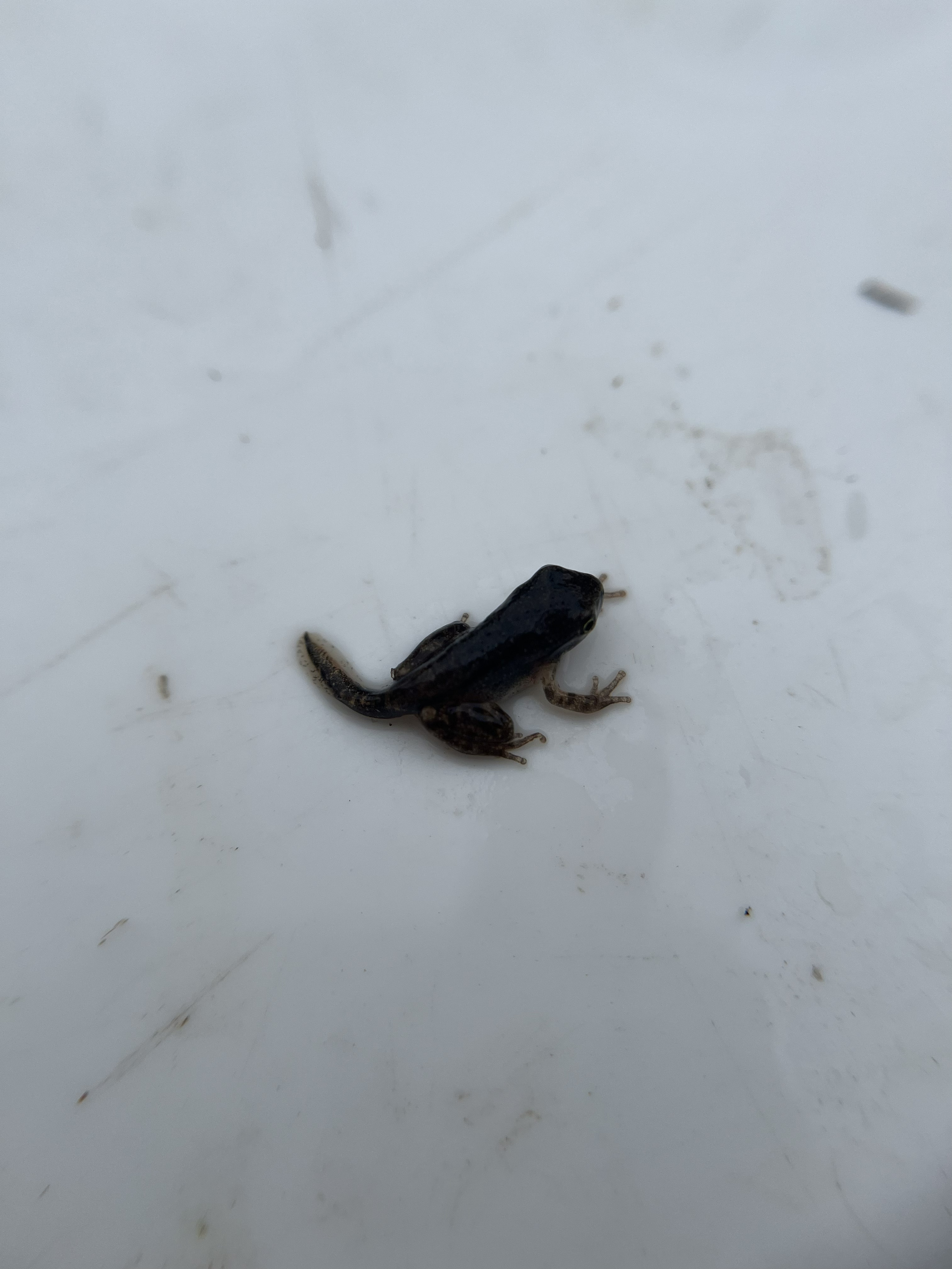 Metamorphosing froglet with fully developed legs and a reducing tail