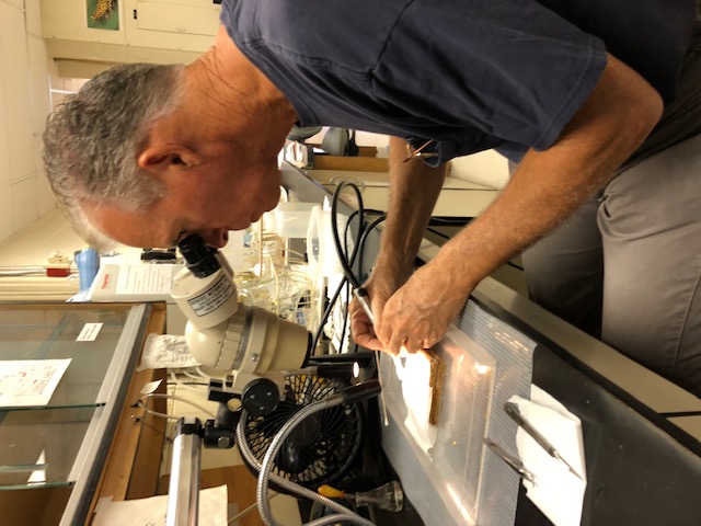 Electrophysiology lab — Prof. Gary Rose at the stereomicroscope during an intracellular recording.
