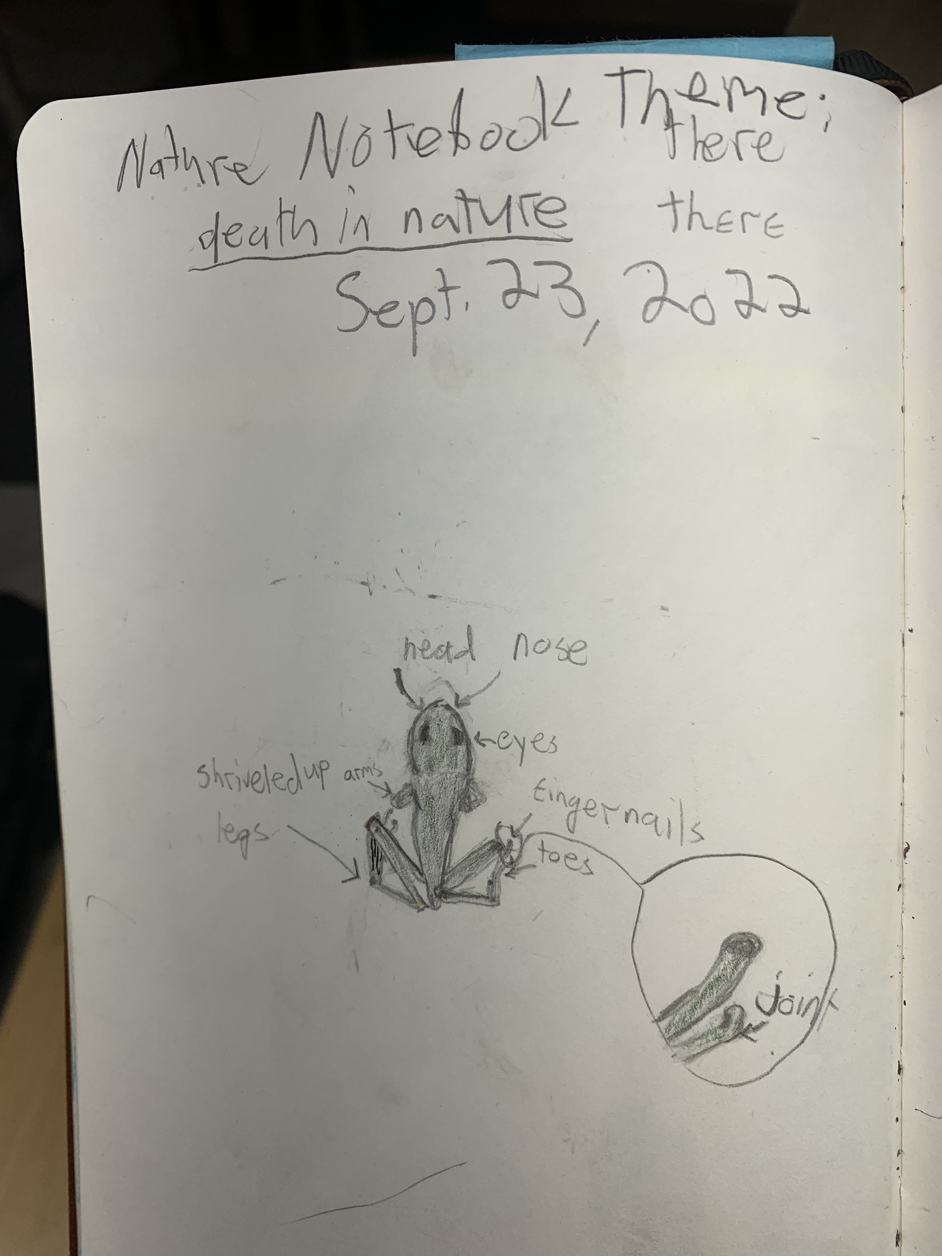 Nature notebook — death in nature: annotated frog sketch