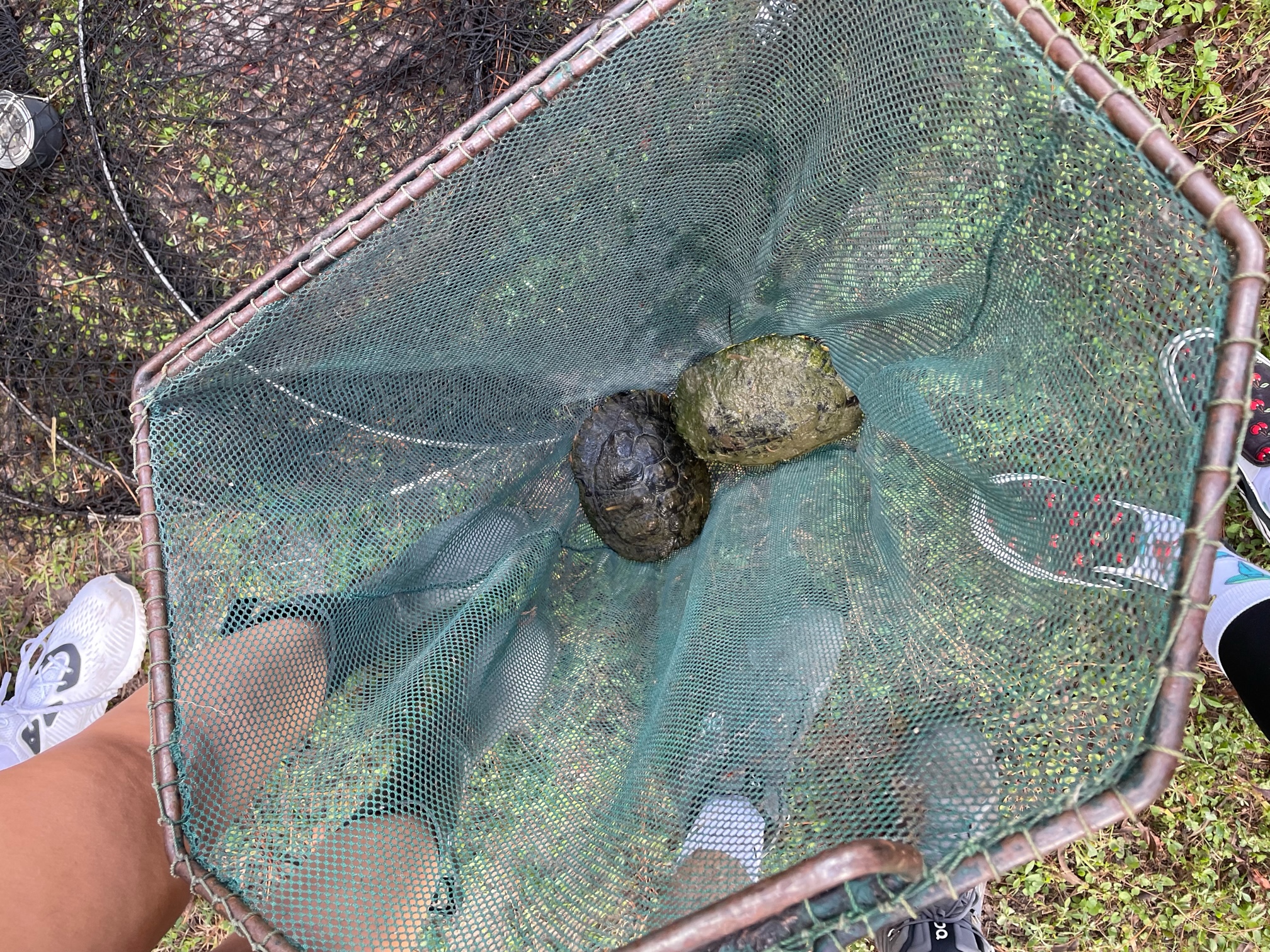 Freshwater turtles in a mesh net