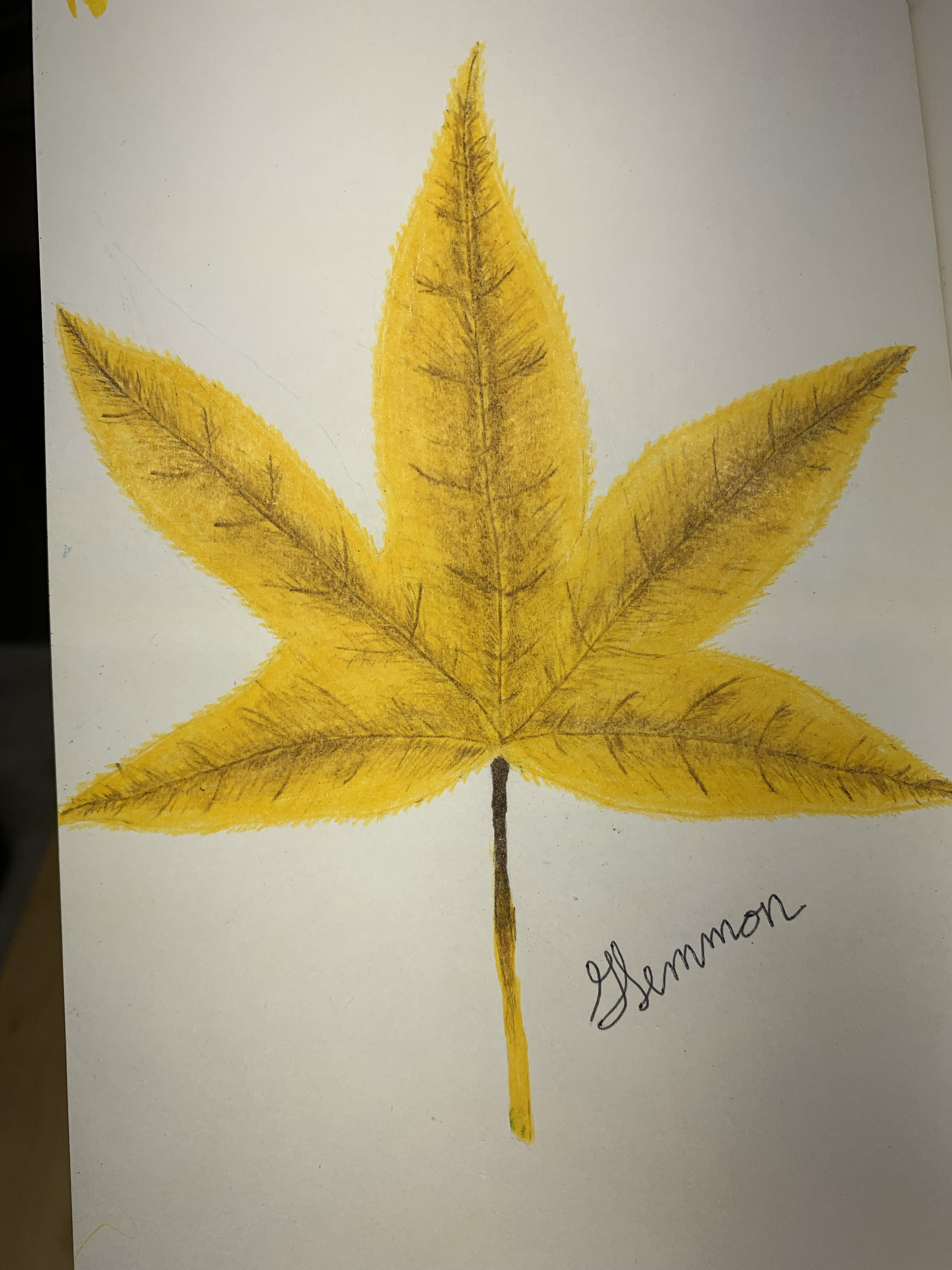 Nature notebook — five-lobed leaf in yellow and brown colored pencil