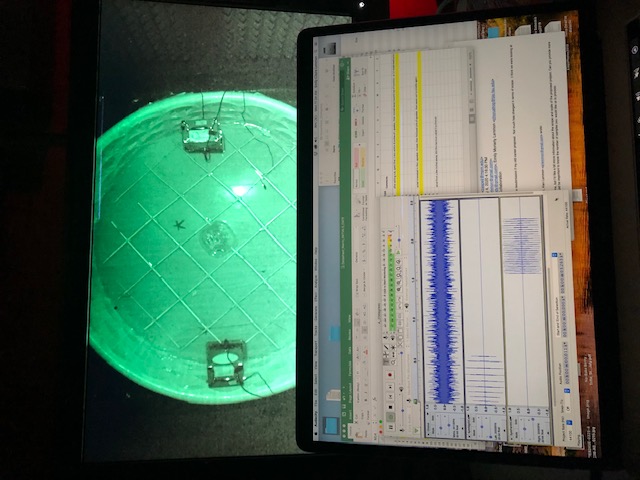 Audacity waveform analysis from preference testing