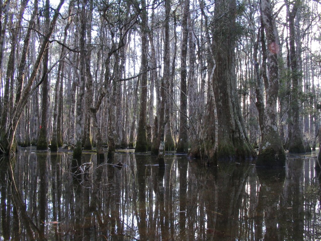Cypress forest