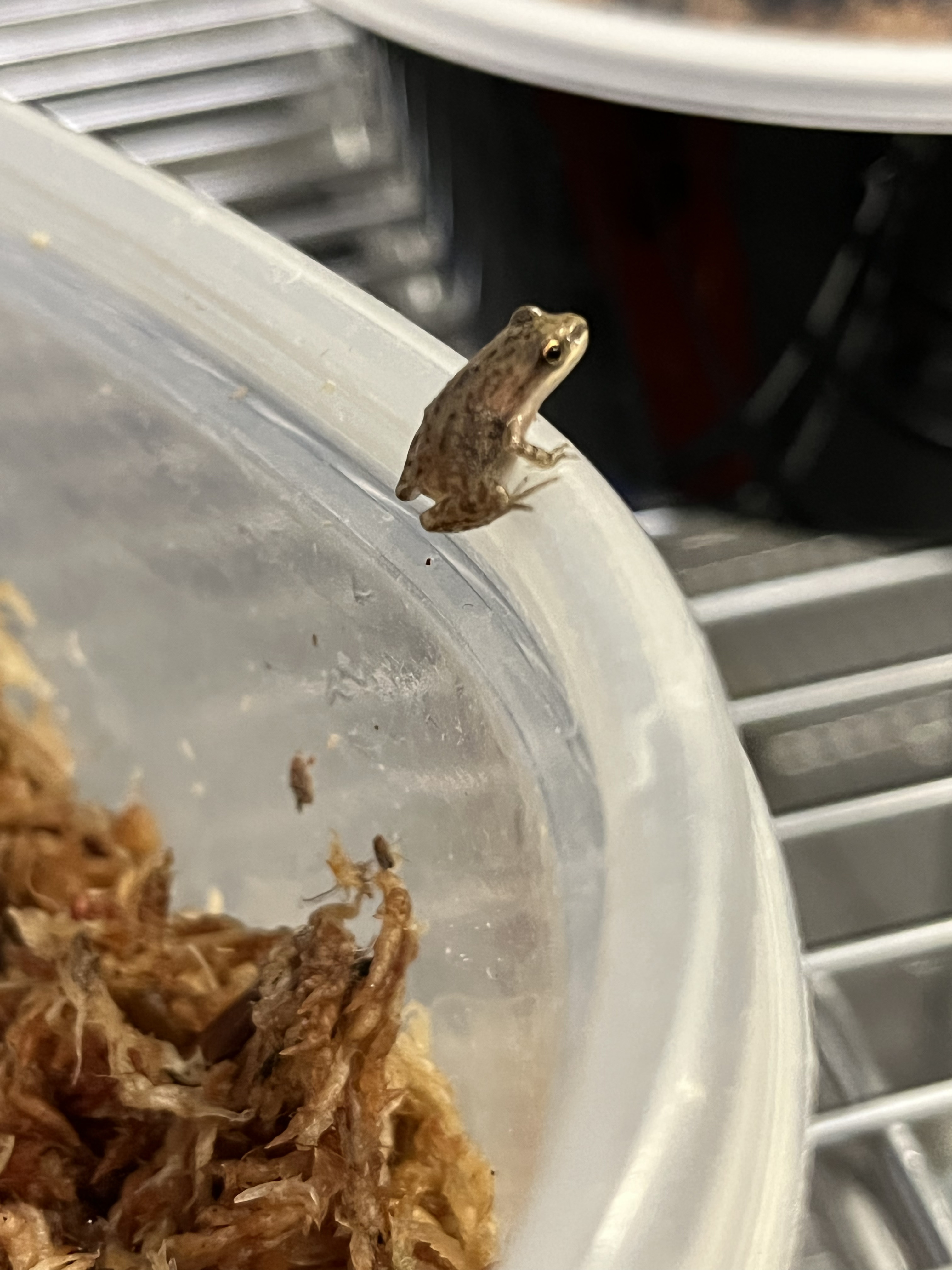 Young frog resting on the edge of a translucent rearing tub
