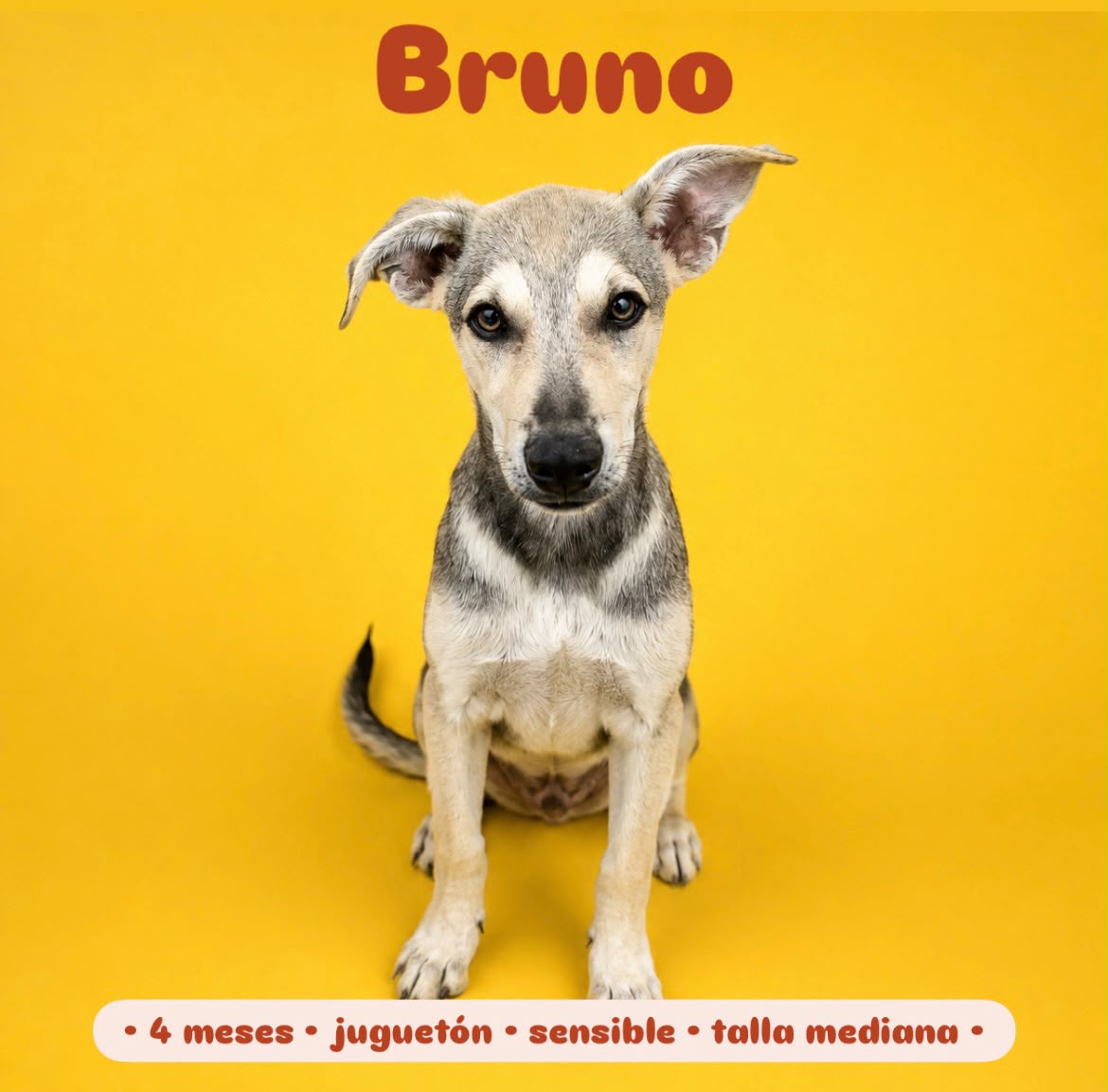 Bruno