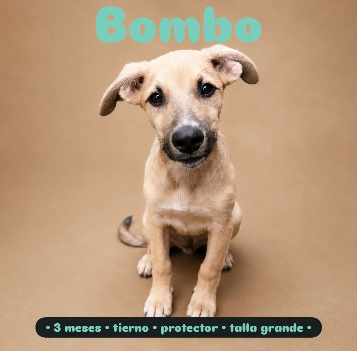 Bombo