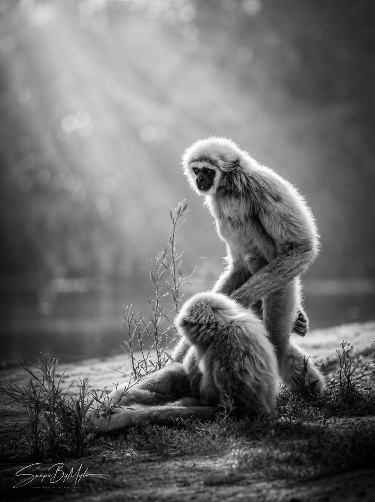 Gibbon Pair — 1 of 1