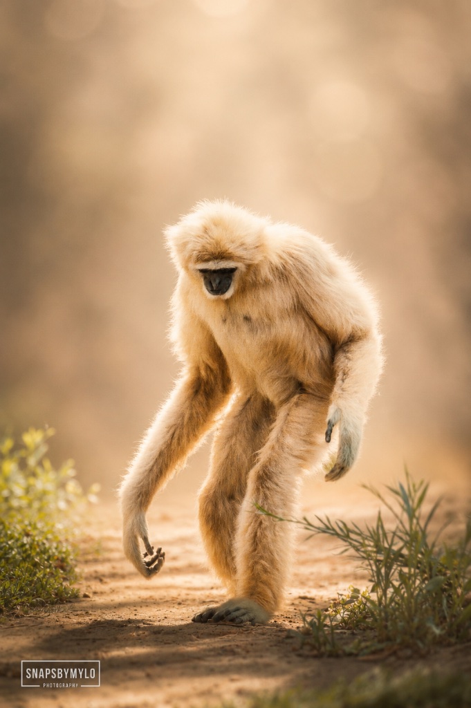 Gibbon