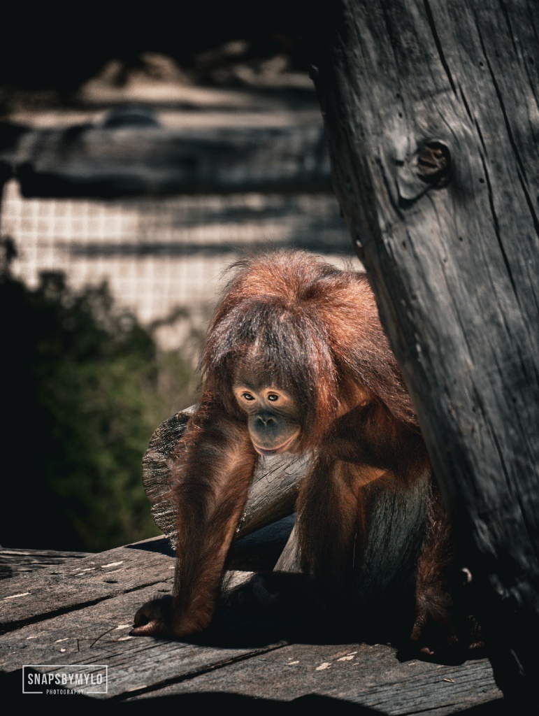 Orangutan