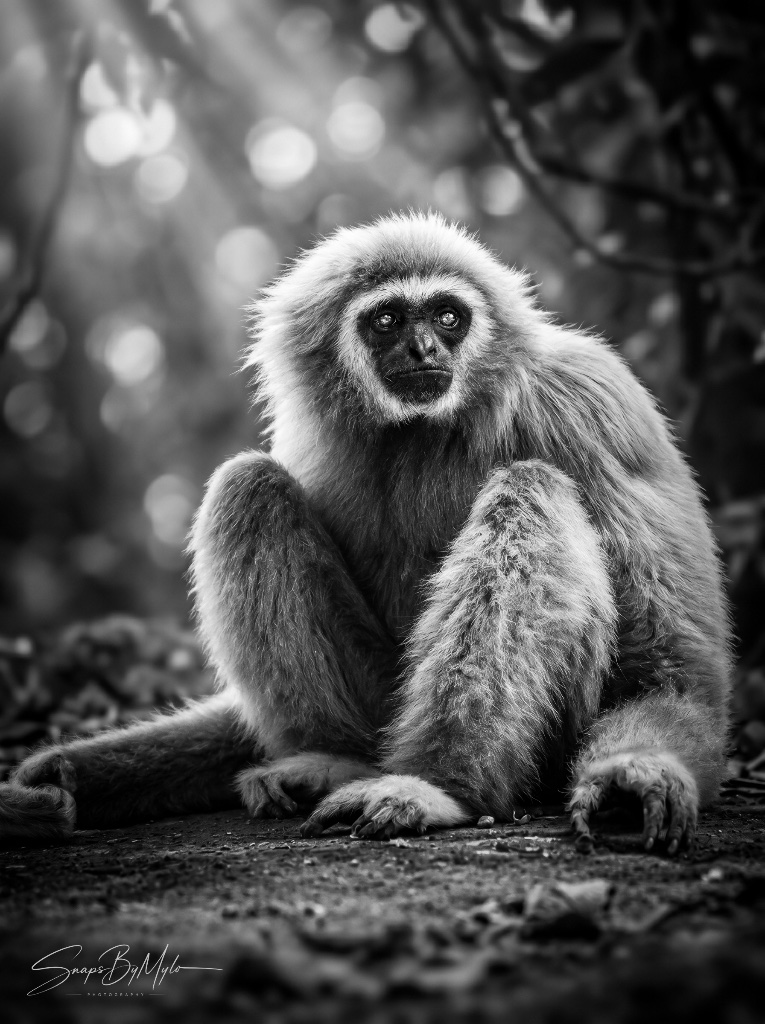 Seated Gibbon — 1 of 1