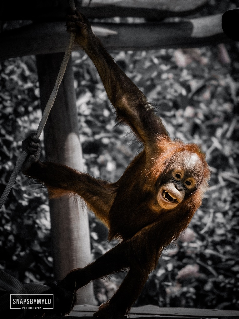Orangutan Play
