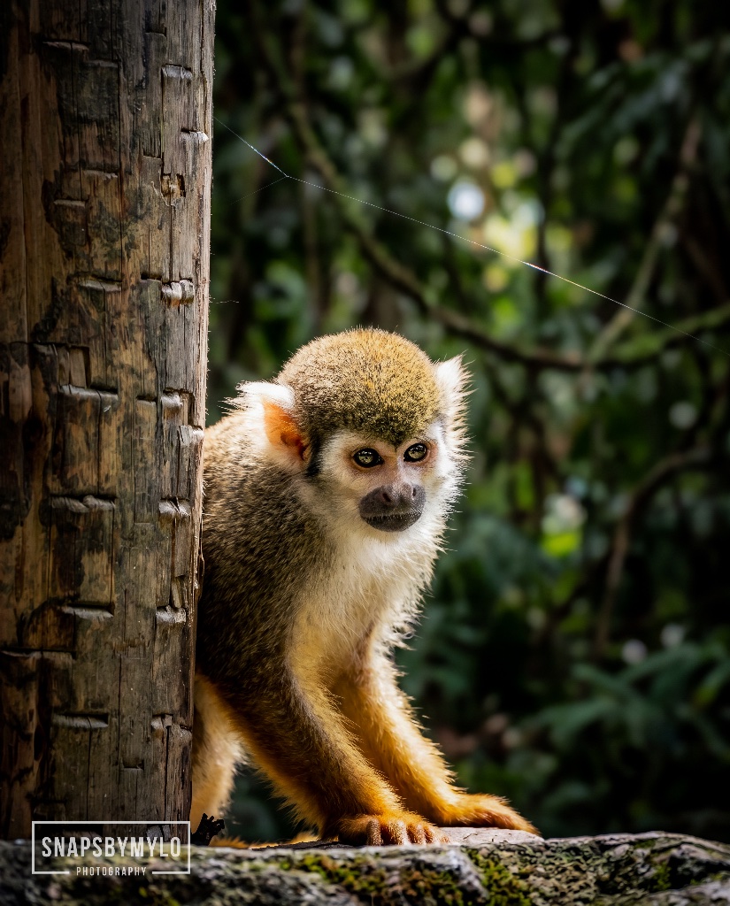 Squirrel Monkey
