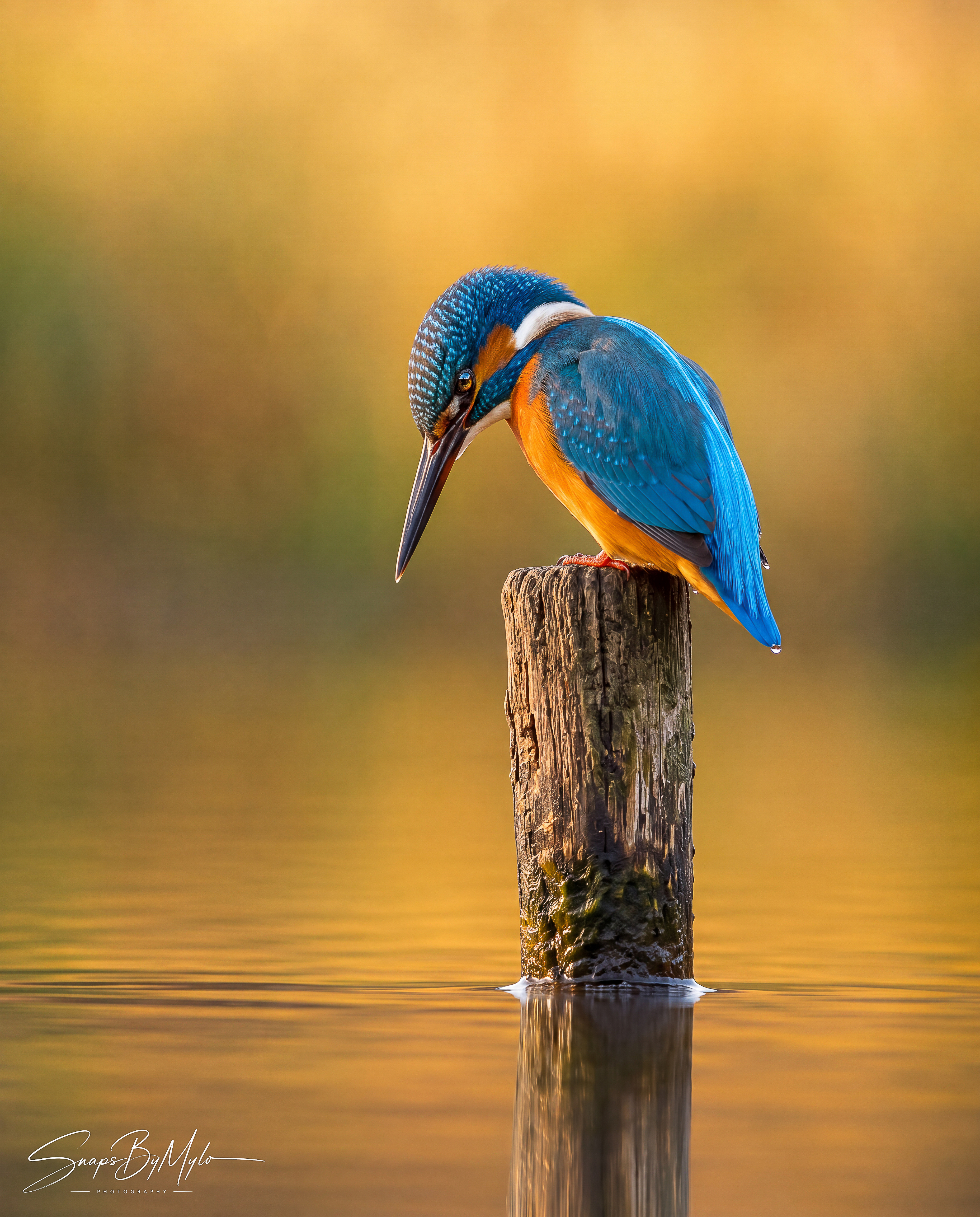 Kingfisher on a Mossy Post