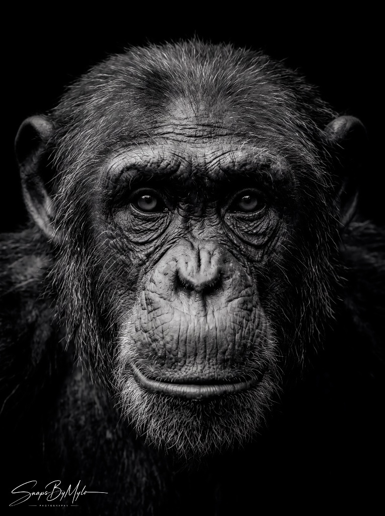 High-contrast black-and-white portrait of a chimpanzee looking forward — wildlife photography by SNAPSBYMYLO