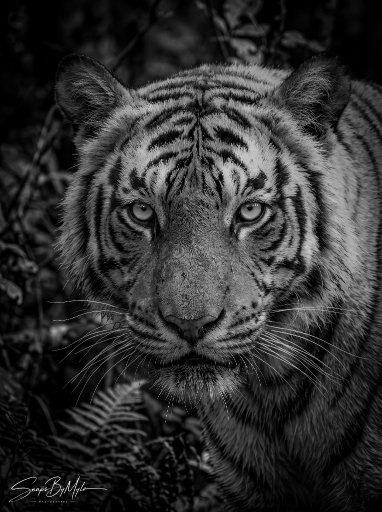 Tiger Gaze — 1 of 1