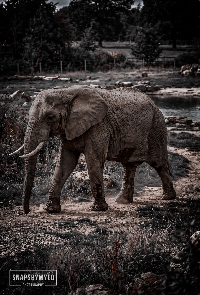 African Elephant