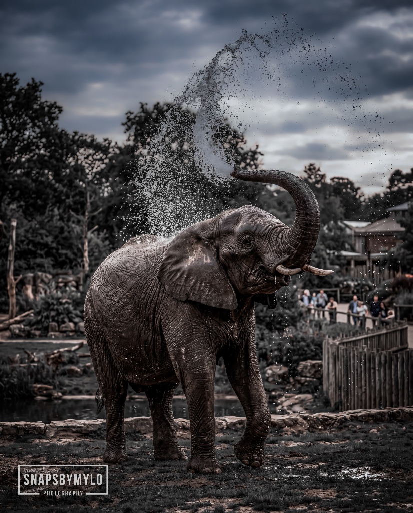 African Elephant