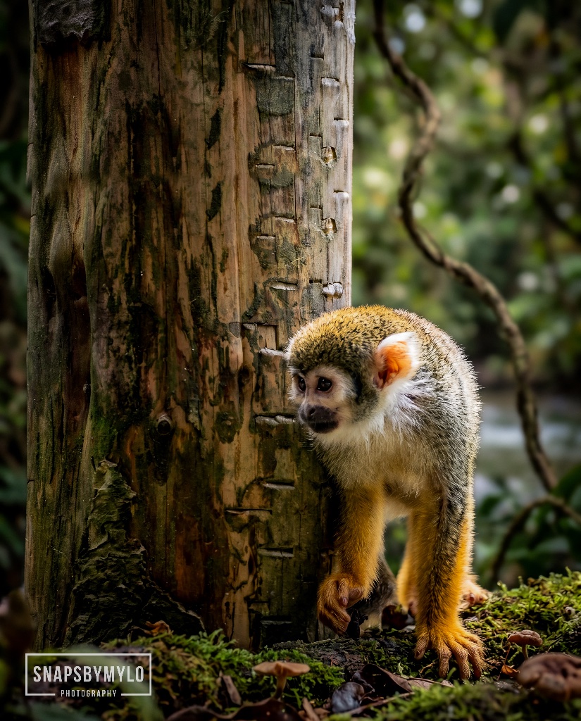 Squirrel Monkey