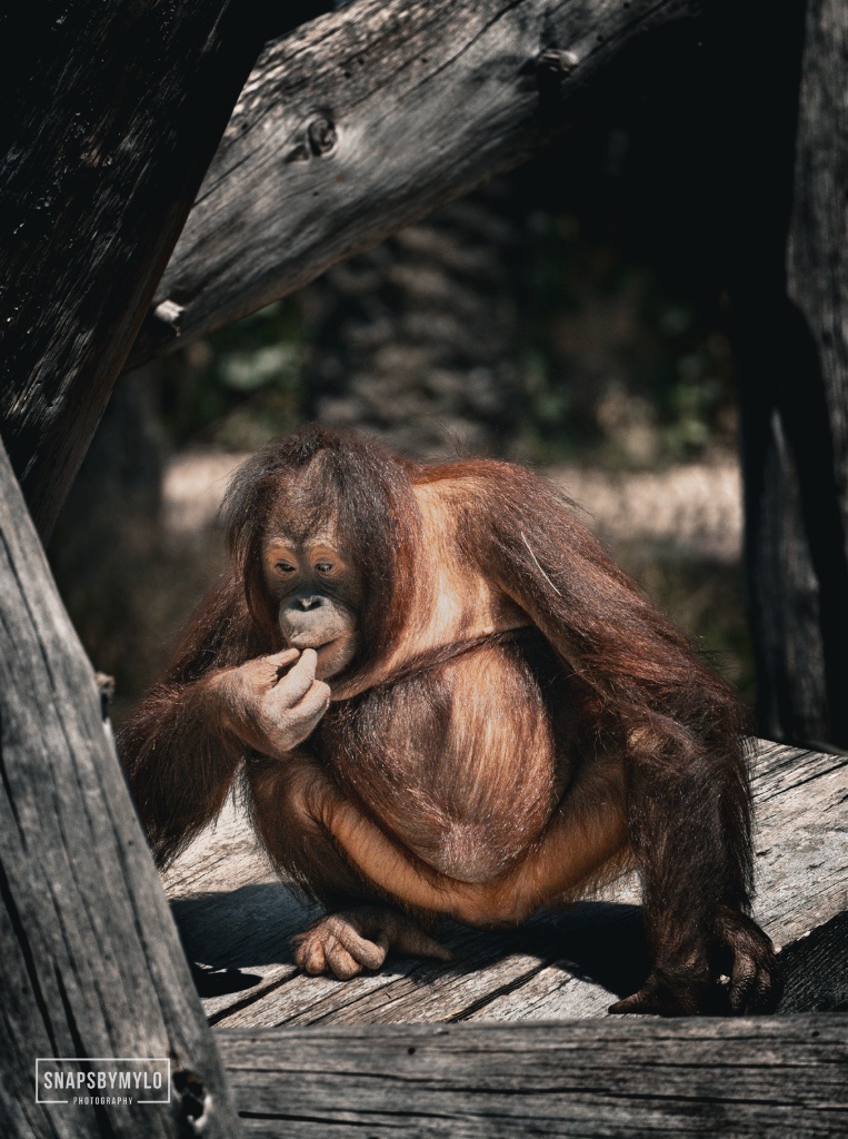 Orangutan