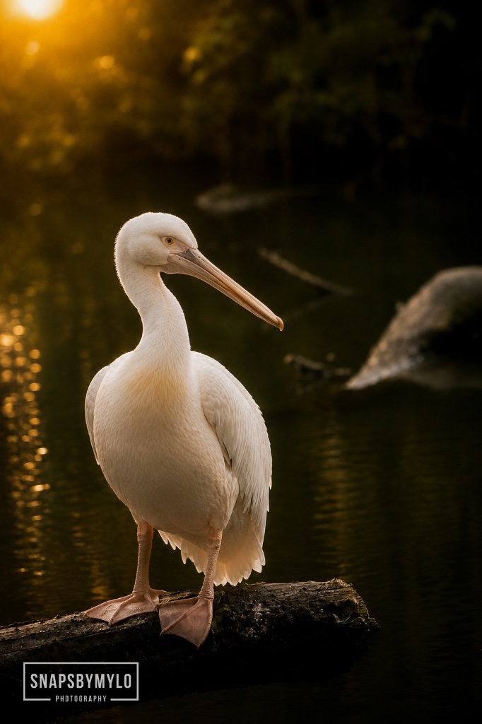 White Pelican