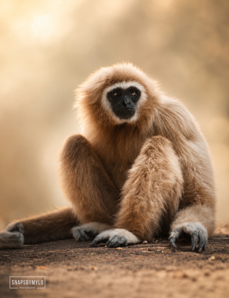 Gibbon