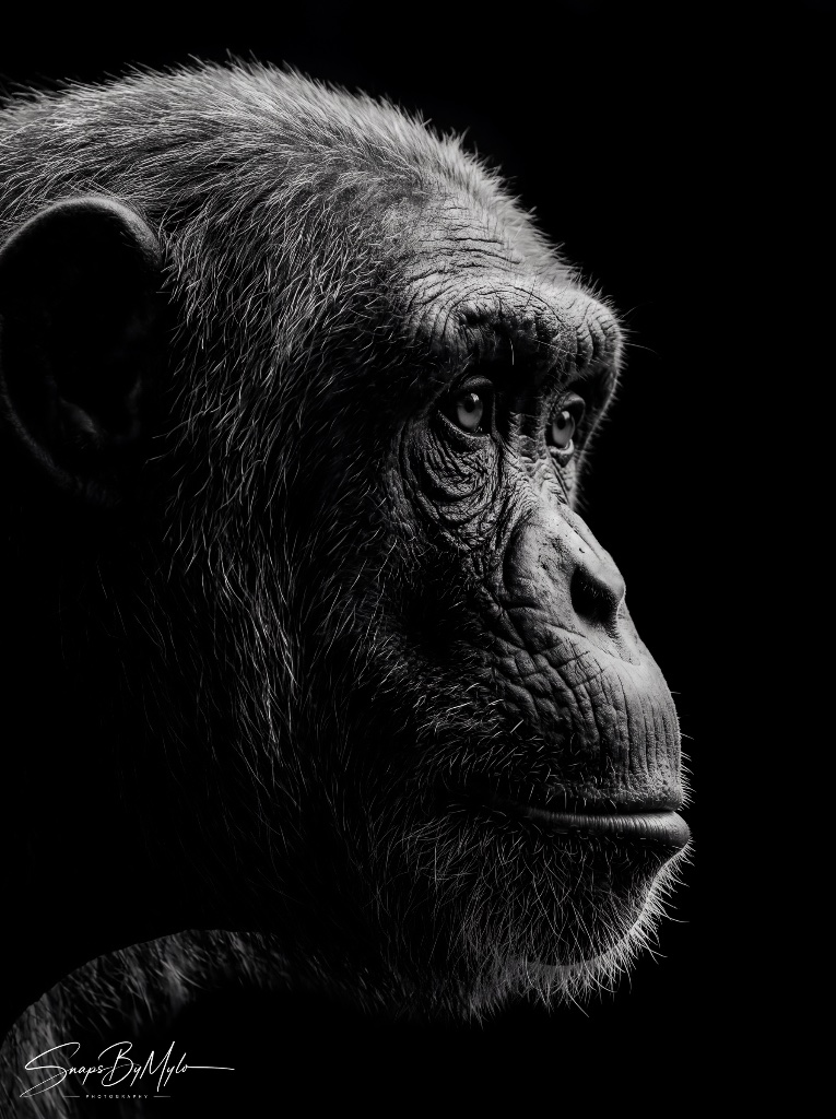 Chimpanzee