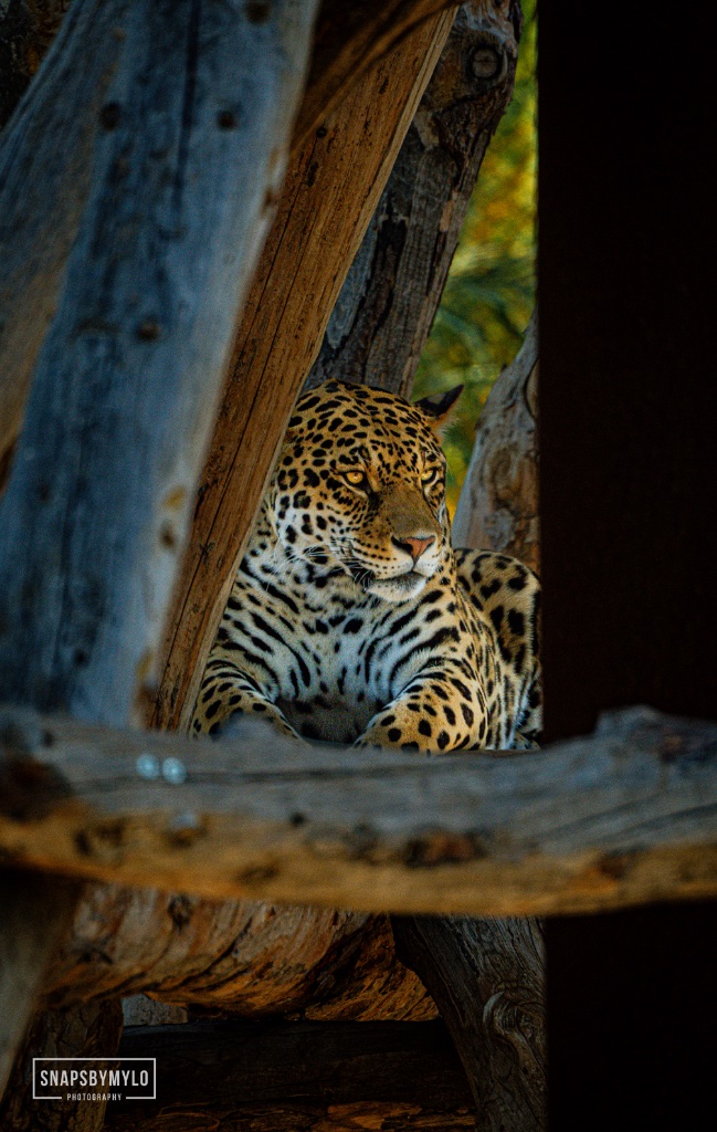 Leopard
