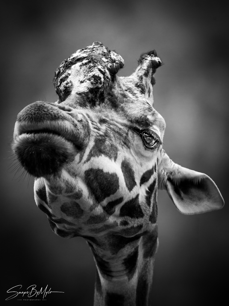 Giraffe — 1 of 1