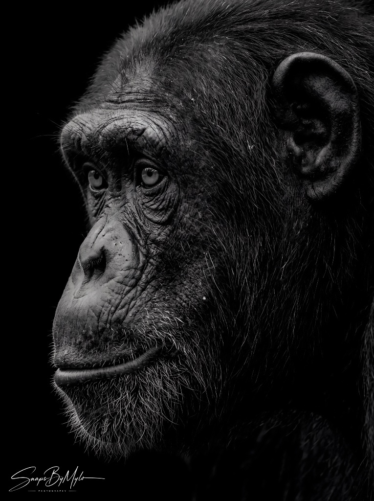 Chimpanzee