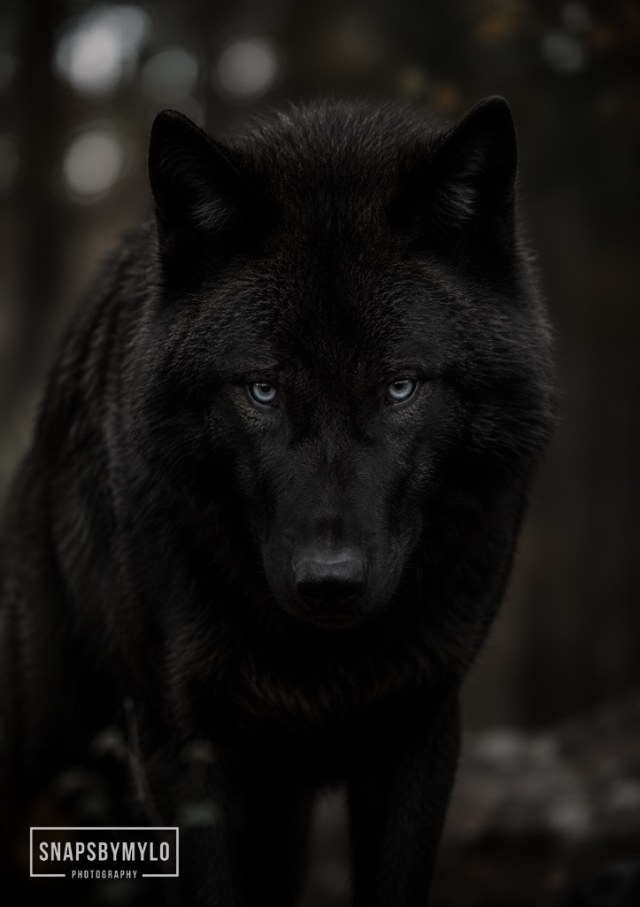 Black Wolf