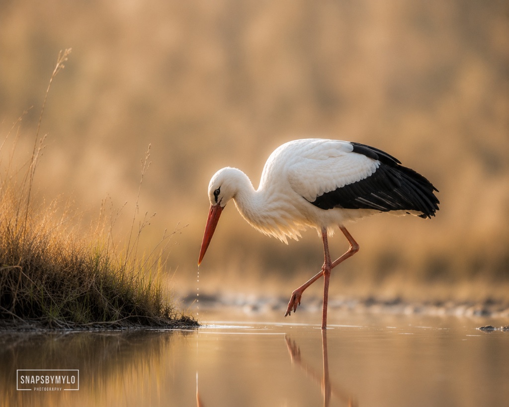 Stork Foraging