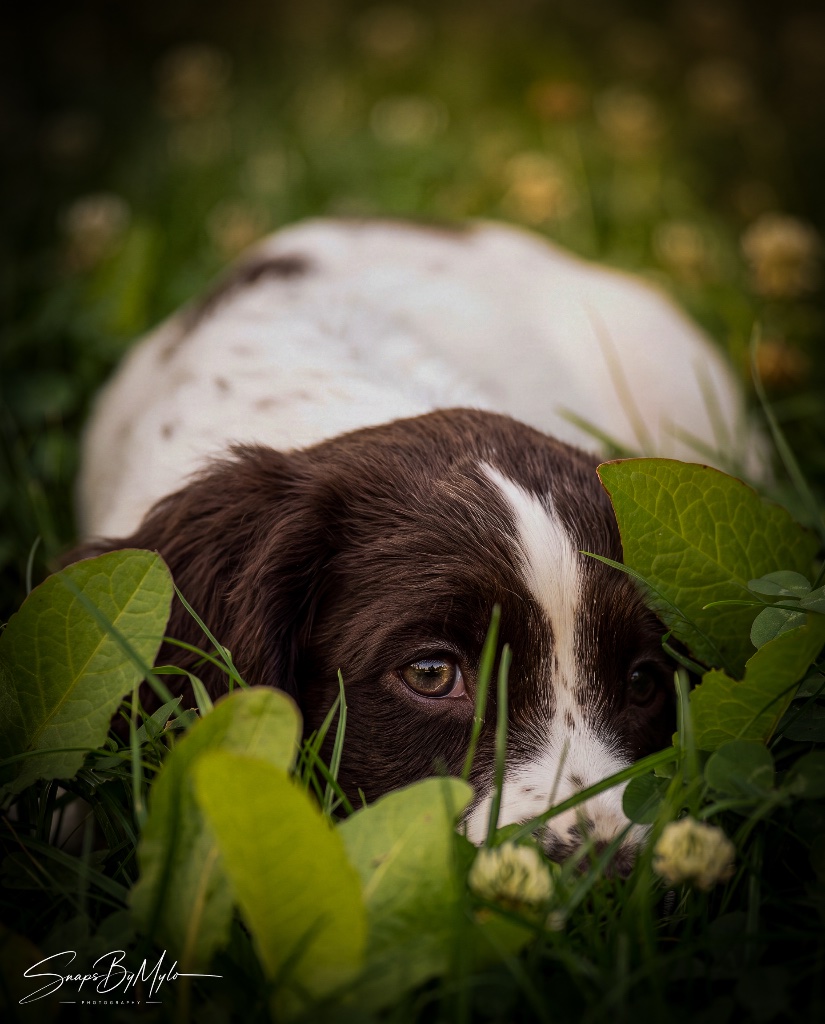Falkor hidden in the grass
