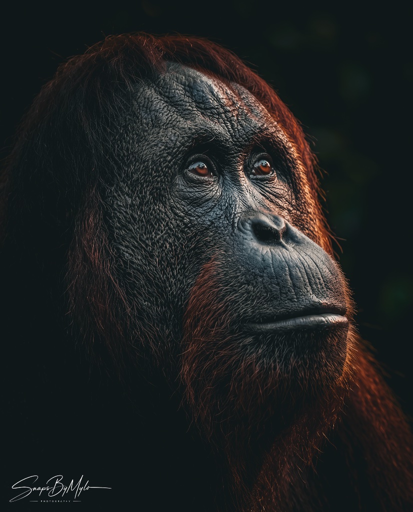 A Bornean orangutan in dramatic profile facing right, with warm rim lighting against a dark background