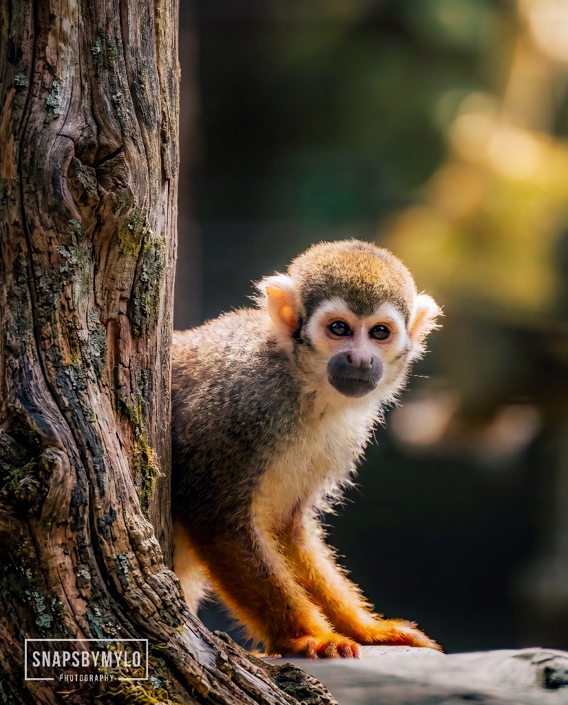 Squirrel Monkey