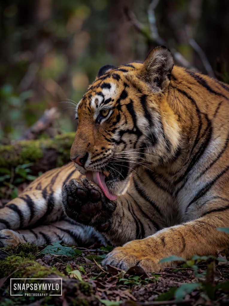 Tiger