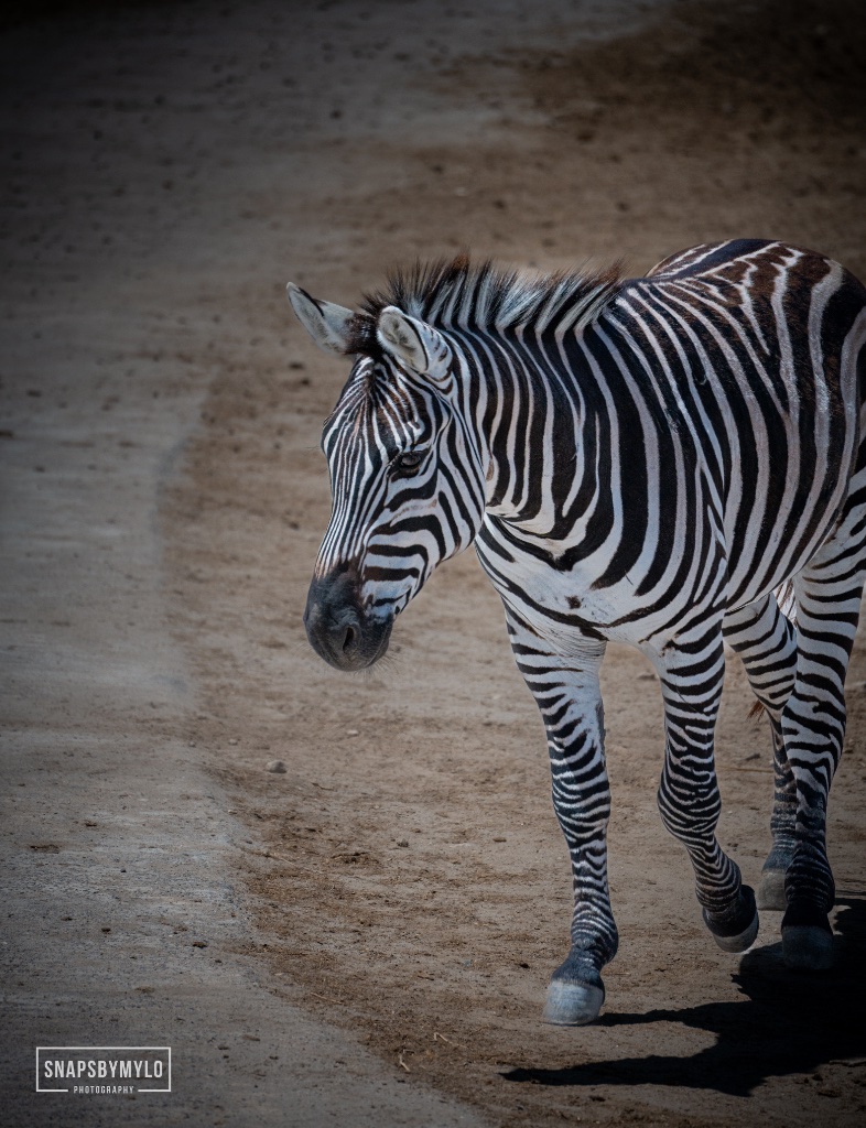 Zebra