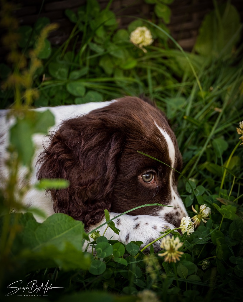 Falkor, a liver and white Cocker Spaniel