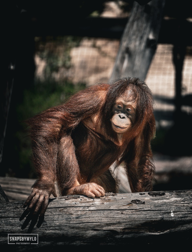 Orangutan