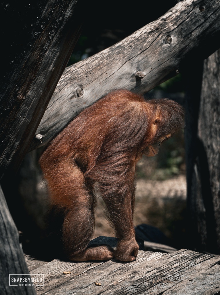 Orangutan