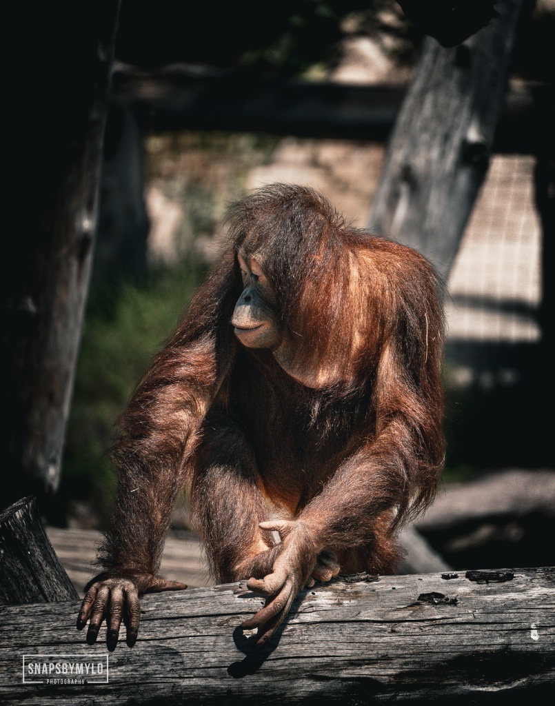 Orangutan