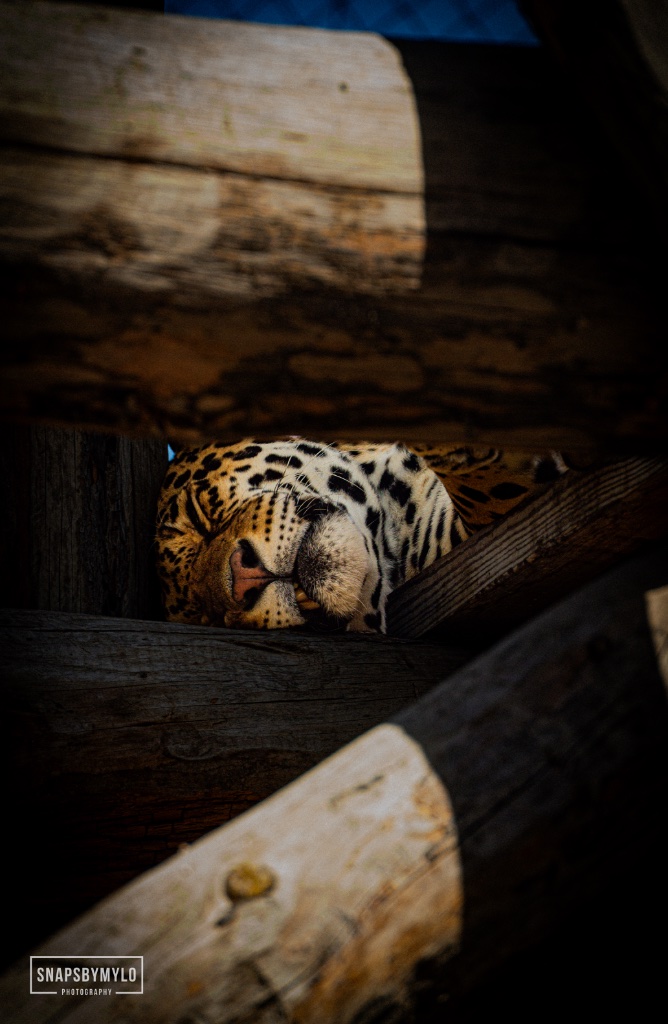 Leopard
