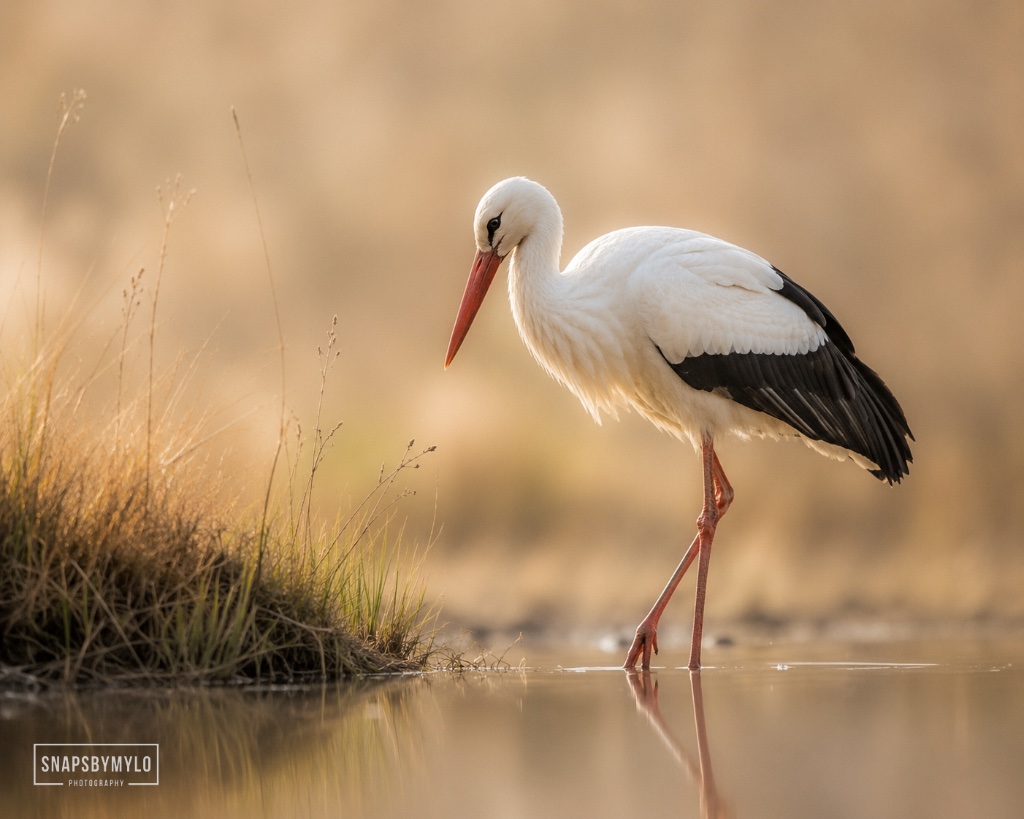 Stork