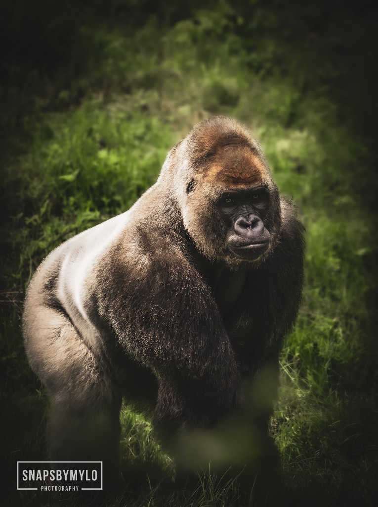 Silverback Standing