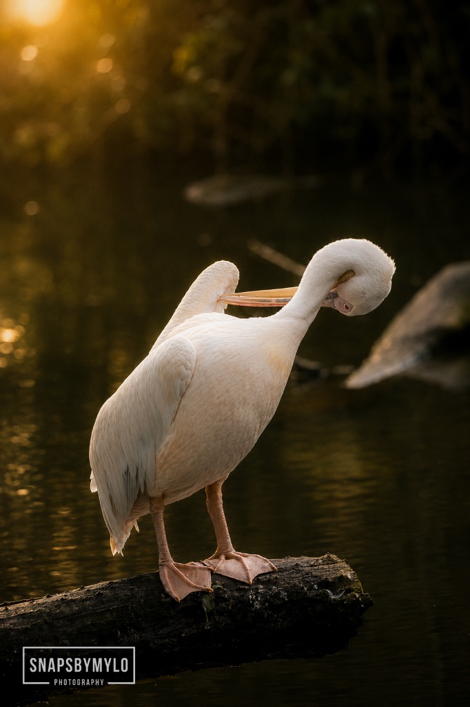 White Pelican