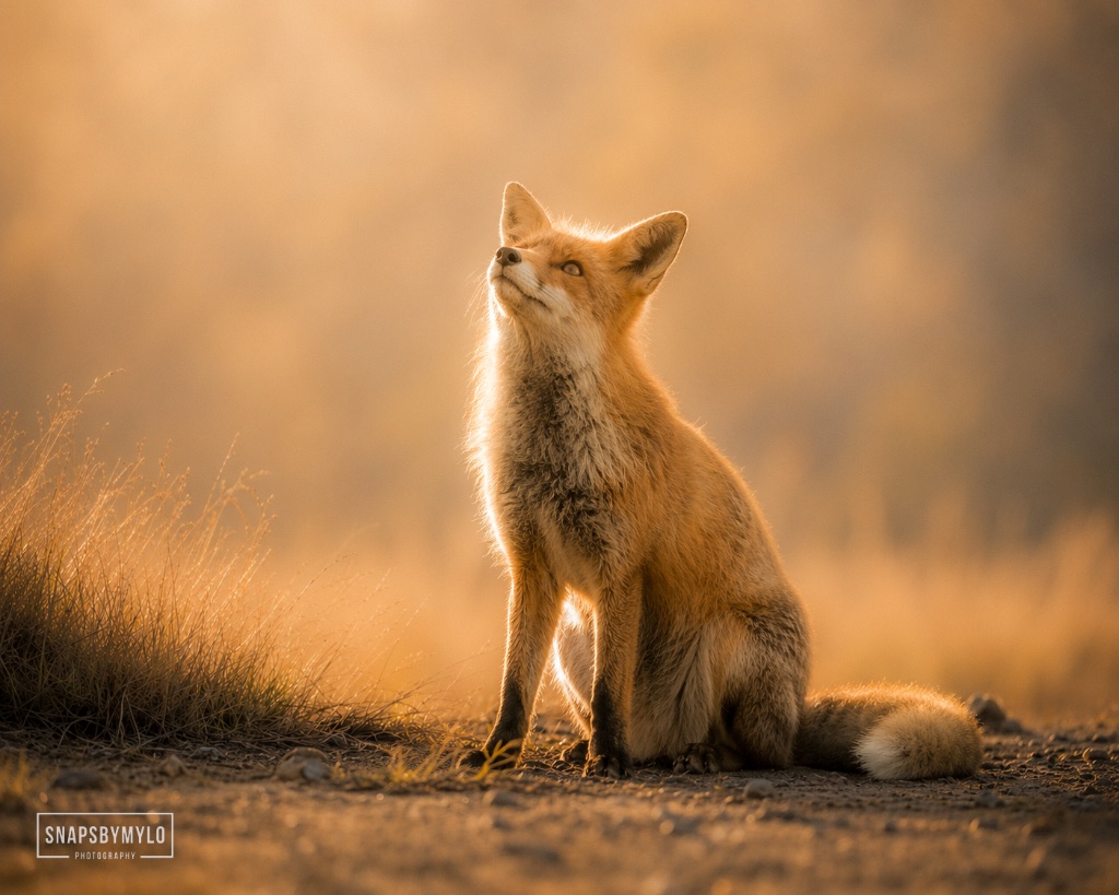 Red Fox