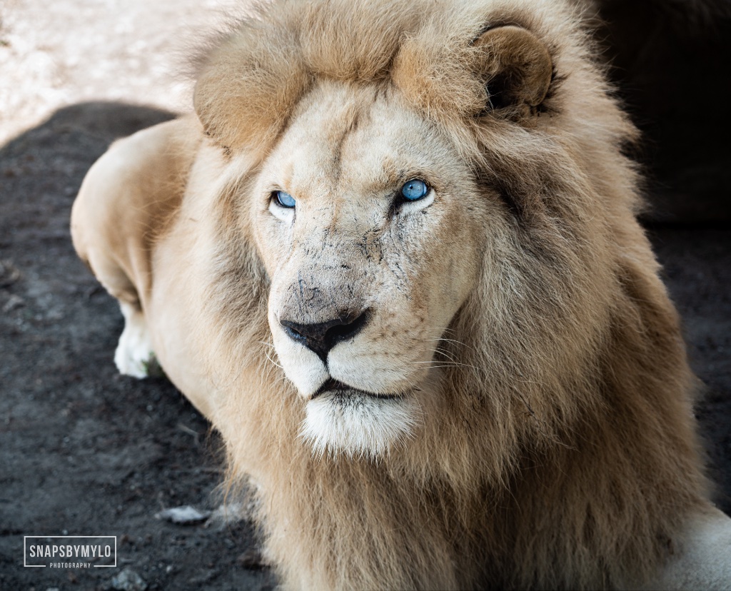 White Lion