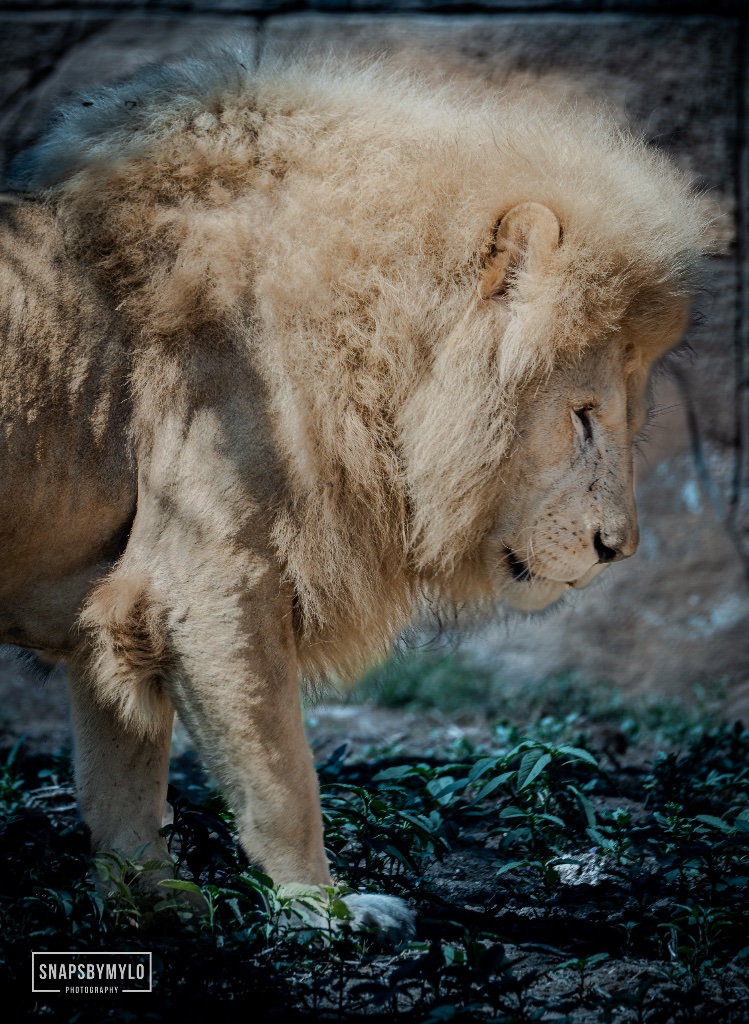 White Lion