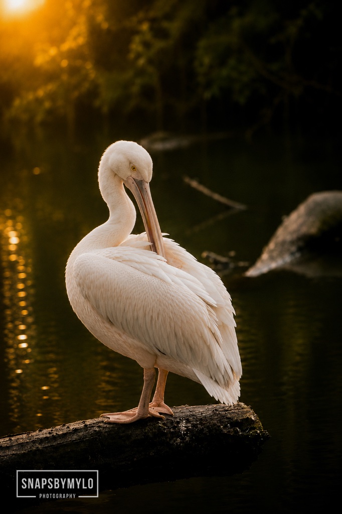 White Pelican