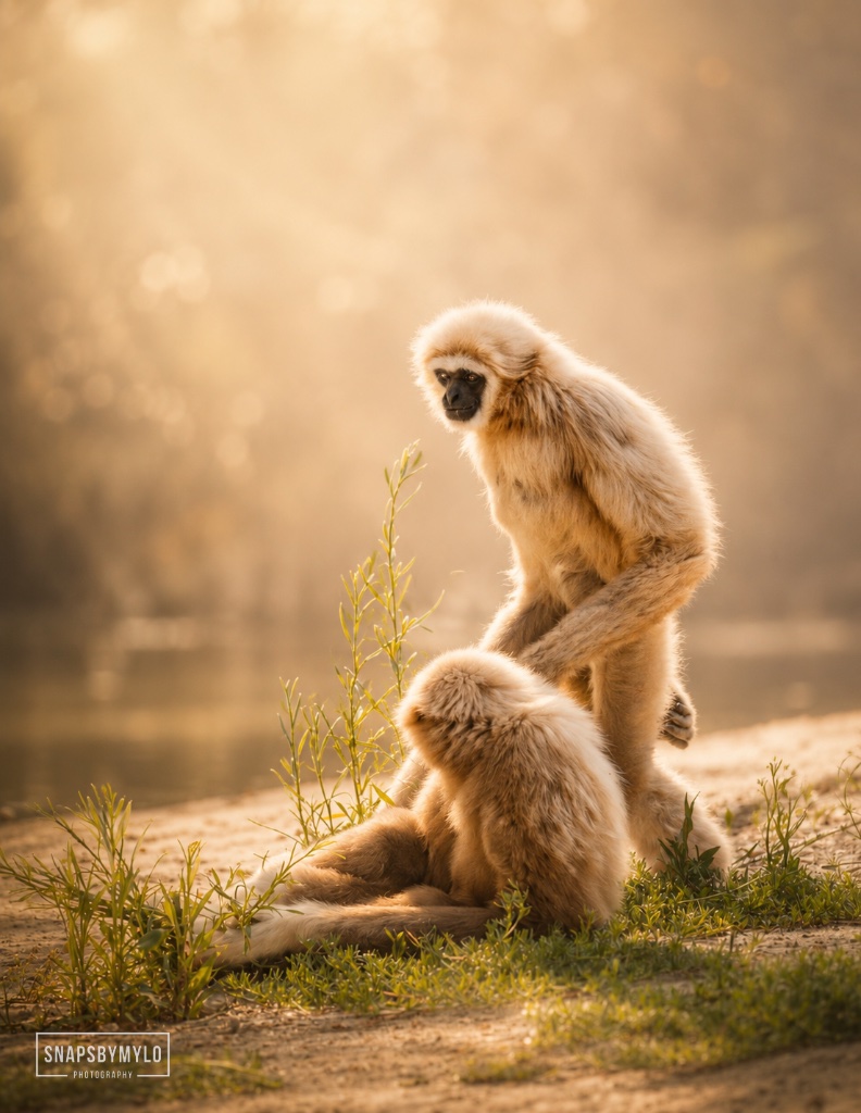 Gibbon Pair