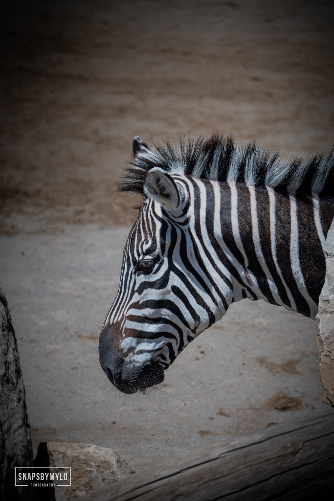 Zebra